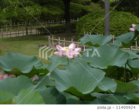 千葉公園のオオガハスの桃色の花 11400924