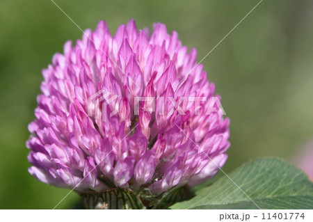 アカツメクサ（ムラサキツメクサ）の花 11401774