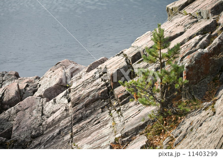 Rocks on coast of Vuoksa river (Finland) with small pine 11403299