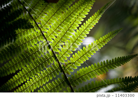 Forest fern background 11403300