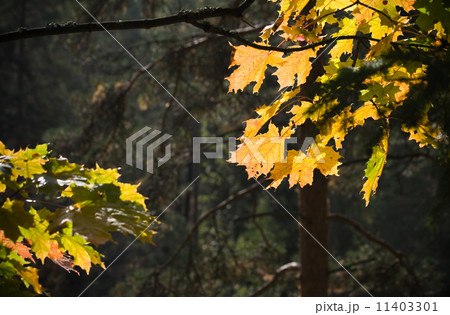 Yellow leaves autumnal background 11403301
