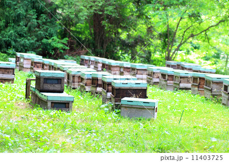 養蜂の風景 養蜂の風景 11403725