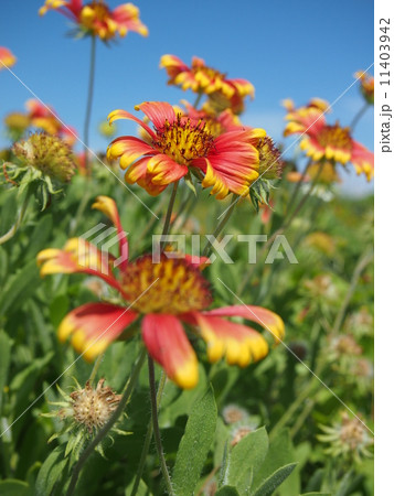 喜界島の特攻花 11403942