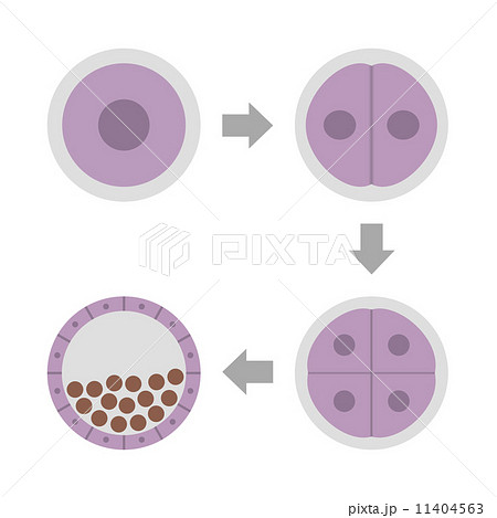 Es細胞のイラスト素材 11404563 Pixta