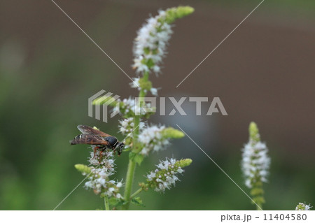 生き物　昆虫　キアシハナダカバチモドキ、長い名前の美しいハチ、バッタを狩るので益虫でしょうか？ちょっかいを出さなければ危険ではなく希少種のようなので見つけてもそっとしてあげてください 11404580