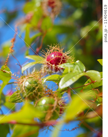 レッドアップル 11404619