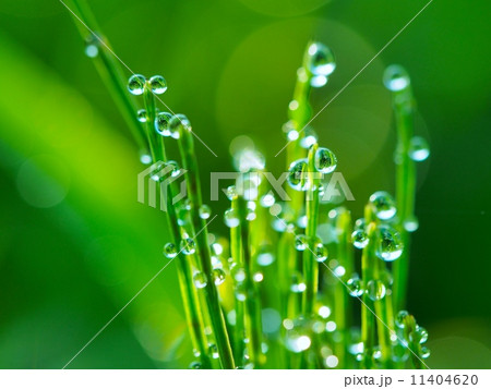 スギナと朝露 11404620