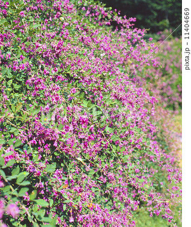 萩、はぎ、 11404669