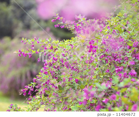 萩、はぎ、 11404672