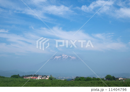 朝靄の岩木山とりんご畑 11404796