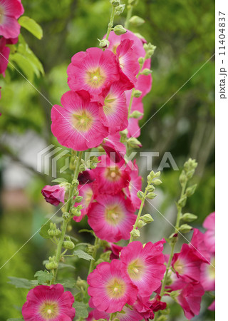 タチアオイ（立葵） 11404837