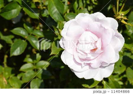 ポートランドの夏 ポートランドの夏 11404866