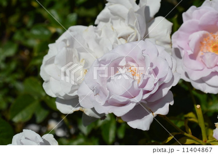 ポートランドの夏 11404867