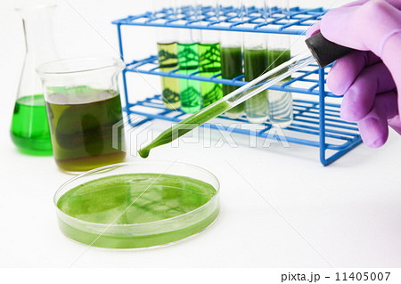 Algae biofuel research Algae biofuel research 11405007