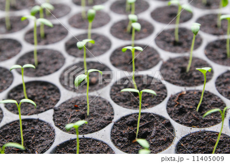 Seedling germination Seedling germination 11405009