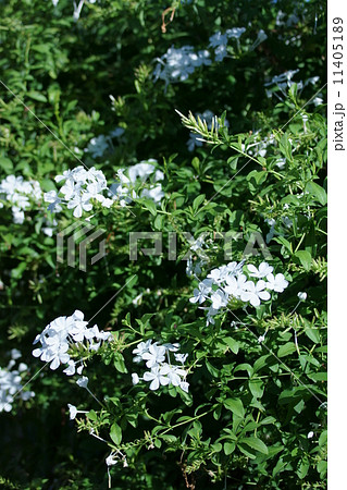 瑠璃茉莉 白くてもルリマツリ 瑠璃茉莉 白くてもルリマツリ 11405189