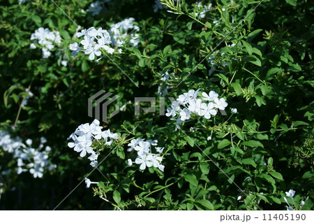 瑠璃茉莉　白くてもルリマツリ 11405190