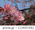 桜 11405382