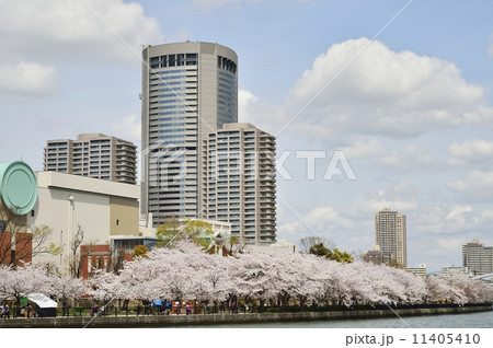 大阪アメニティパーク　春　桜 11405410