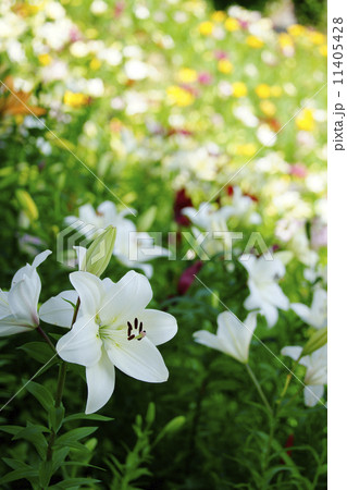 白百合 白百合 11405428