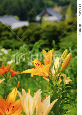 百合 百合 11405434