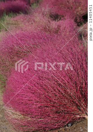 箒木ホウキギ　コキアと呼ばれています。 11405451