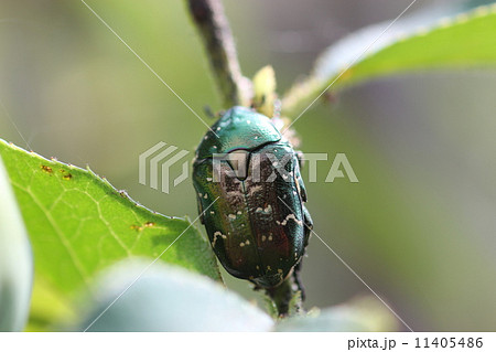 シロテンハナムグリ02 シロテンハナムグリ02 11405486