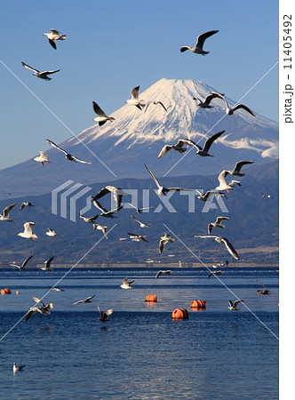 カモメの運動会 11405492