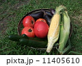 家庭菜園 11405610