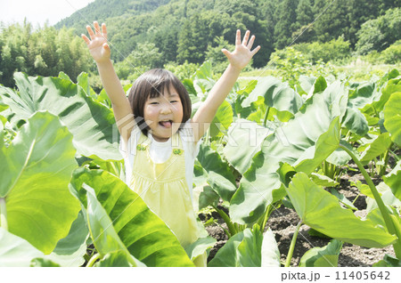 里芋畑ではしゃぐ子供 里芋畑ではしゃぐ子供 11405642