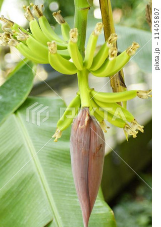 バナナ　蕾 11405807