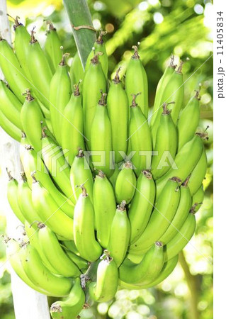 バナナ 11405834