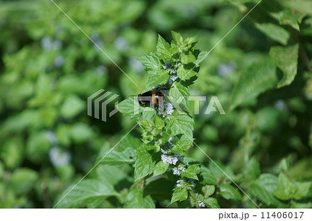 大花虻と日本薄荷 11406017