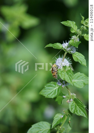 黄腰花虻と日本薄荷 11406018