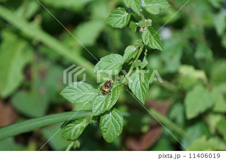 黄腰花虻と日本薄荷 11406019