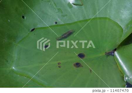 糠蝦　ヌカエビ　　日向ぼっこでしょうか? 11407470