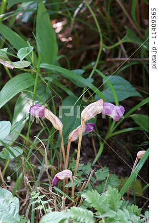 南蛮煙管　ナンバンギセルと申します。 11409565