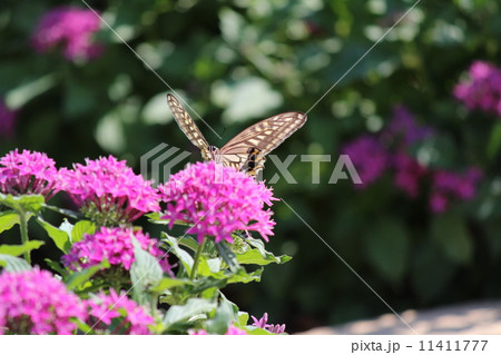 蝶と花 11411777