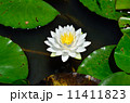 白蓮 11411823