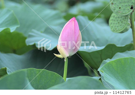 岡山後楽園の大賀ハスの花 岡山後楽園の大賀ハスの花 11412765