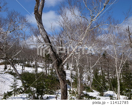 残雪の摩周の森林 残雪の摩周の森林 11412785