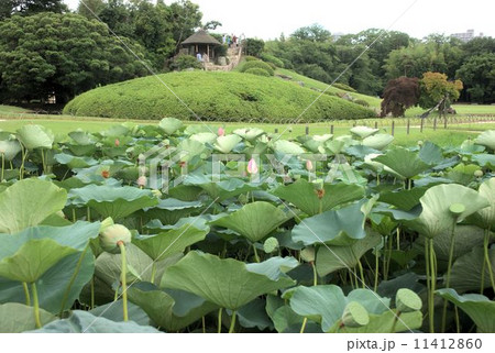 岡山市後楽園の白い蓮 岡山市後楽園の白い蓮 11412860