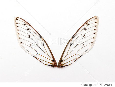 cicada wings. 11412984