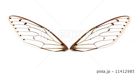 cicada wings. cicada wings. 11412985