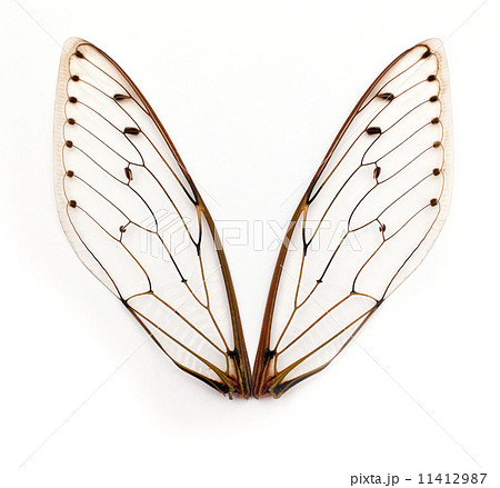 cicada wings. 11412987