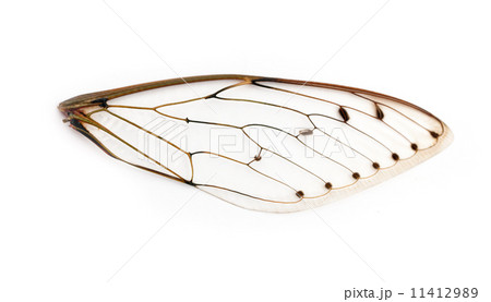 cicada wings. cicada wings. 11412989