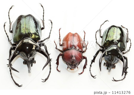 コーカサスオオカブト　国産カブトムシ　アトラスオオカブト　白バック 11413276