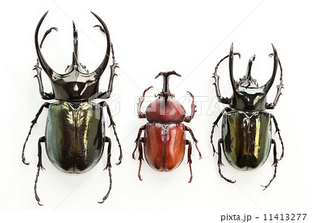 コーカサスオオカブト　国産カブトムシ　アトラスオオカブト　白バック 11413277