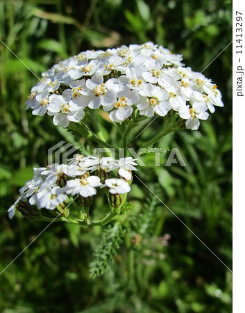 ノコギリソウ 11413297