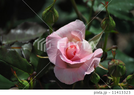 開き出すブライダルピンク 11413323